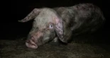 Cerdos enfermos, cadáveres y riesgo de enfermedades: denuncian a una granja de Teruel por presuntos delitos de maltrato animal