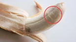 Que el plátano tenga esos hilos laterales que saben a mierda, principal prueba de que Dios no existe y que todo es fruto del azar