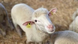 Investigan a un ganadero por dejar morir a 30 ovejas sin comida ni agua en su granja de Cádiz
