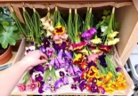 Cómo secar y almacenar flores comestibles