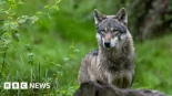 Un lobo muerde a una mujer en una calle comercial de Hamburgo [ENG]