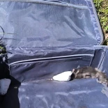 Cuatro crías de gato muertas tras ser abandonadas en una maleta en Sanxenxo