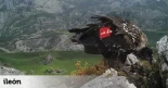 Muere electrocutado en un tendido eléctrico un quebrantahuesos en peligro de extinción en Picos de Europa