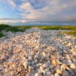 Descubren una isla hecha enteramente de restos de mariscos desechados por antiguos humanos