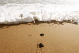 Una tortuga boba añosa ha ido a la playa de Brasil para dejar huevos, la más vieja en hacerlo