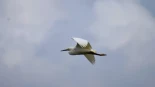 Más de 800.000 aves cruzaron el Estrecho de Gibraltar en 2025, un récord