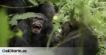 Documentan la primera ‘guerra civil’ entre chimpancés: “Mataban a miembros de su antiguo grupo”