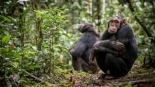 Una extraña "guerra civil" entre chimpancés muestra el peligro de las divisiones sociales también para los humanos