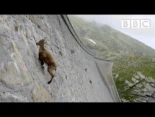 El increíble ibex desafía la gravedad y escala el muro de una presa [ENG]