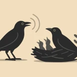La sorprendente riqueza de la comunicación vocal de los cuervos carrión