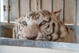 ‘Sona’, el último tigre de circo de Portugal, inicia una nueva vida en un santuario de Alicante