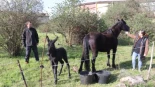 La yegua Mora y el burro Rosendo tienen a su primer mulo