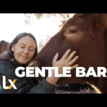 Abrazar vacas no es ninguna tontería para los que amamos a los animales [ENG]