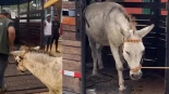 Rescatan en una isla de Cartagena (Colombia) a un burro al que usaban como "tiro al blanco"