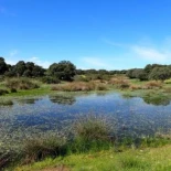 El 22 % de las lagunas temporales de la península han desaparecido