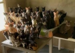 Rescatan más de 100 perros y gatos en condiciones críticas en casa de Boyacá (Colombia)