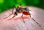 El fin de la excepcionalidad de Islandia: los mosquitos conquistan el último refugio del Ártico