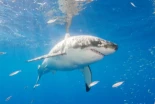 Los tiburones blancos se están sobrecalentando (ENG)