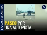 Pillan a un avestruz corriendo en una autopista de Tailandia