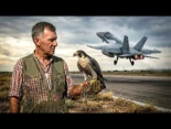 Ahuyentando aves en aeropuertos con halcones. Así se evitan accidentes en despegues y aterrizajes