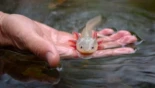 Un gen del axolotl, la salamandra mexicana que sonríe, podría regenerar extremidades humanas