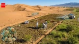 Investigadores chinos convierten la arena del desierto en suelo fértil en solo 10 meses utilizando cianobacterias [ENG]