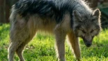 Una niña en estado crítico tras el brutal ataque de un perro lobo americano en Talavera