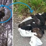 Encuentra a ocho cachorros en una bolsa colgando de un árbol a punto de asfixiarse en Castañeda