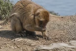 Los monos de Gibraltar comen tierra para digerir mejor la comida procesada de los turistas