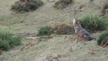 El Gobierno someterá a información pública el informe sobre el estado de conservación del lobo