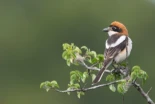 Pionero estudio alerta de la caída generalizada de la presencia de aves agrarias en Europa