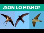 Cómo diferenciar una golondrina, de un vencejo y de un avión
