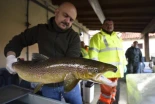 El Gobierno encarga al comité científico que informe sobre el estado de conservación del salmón