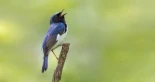 30 reglas mnemotécnicas con audio para aprender a diferenciar pájaros por su canto