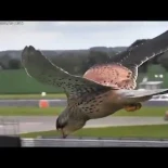 El increíble vuelo estacionario de un halcón