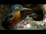 Eclosionan los huevos de un martín pescador y el padre está deseoso de alimentarlos (02:51)