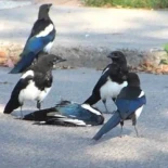 Funeral de urracas