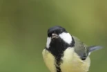 Científicos descubren que los pájaros urbanos  se asustan más con las mujeres que con los hombres [ENG]
