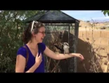 Este es el sonido que hacen las cucaburras
