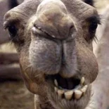 Los primeros camellos vivían en el Ártico adaptados al frío