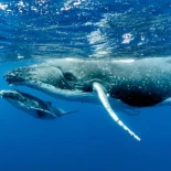 Las ballenas de Ormuz, víctimas invisibles de la guerra