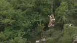 Rescatan en helicóptero a las vacas caídas por un barranco en la Ribeira Sacra