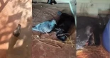 La inusual amistad entre una paloma y una gata embarazada, el ave le construyó un nido