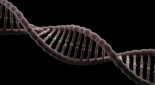 La evolución silenció el gen de la uricasa en humanos y es por ello que tendemos a la gota [ENG]