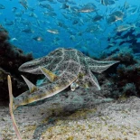 Ni el tiburón martillo ni el marrajo: la pérdida de peces en La Graciosa se debe al clima
