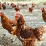 Fallecen de un infarto decenas de gallinas por la música de una boda