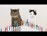 gatos y dominó