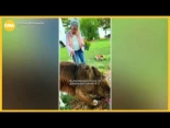 Chewy cava para ayudar a su abuelita con las plantas [ENG]