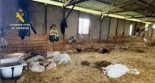Investigan a un vecino de A Pobra de Trives tras localizar 90 animales muertos en una explotación ganadera