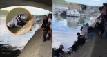 Un perro cayó al río Sena y un grupo de personas creó una cadena para rescatarle